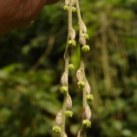 Dioscorea pentaphylla L.